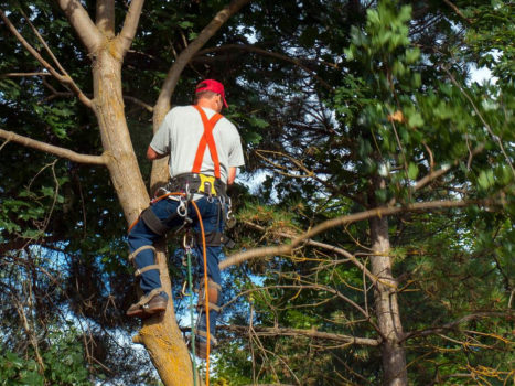 tree surgeon kent