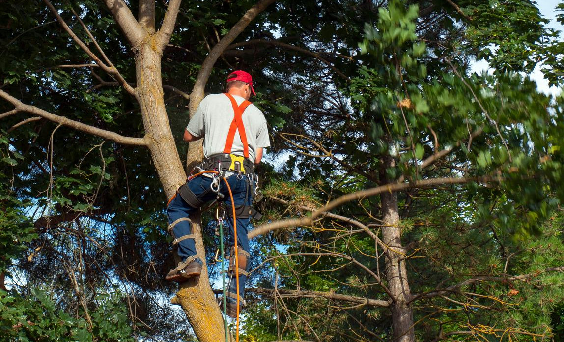 tree surgeon kent